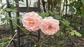 Pearly Gates ™ rose photo