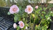 Blue Girl® rose photo