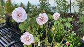 Blue Girl® rose photo