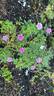 Lavender Veranda rose photo