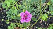 Lavender Veranda rose photo