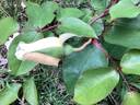 Chromatella rose photo