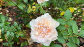 Belinda's Blush™ rose photo
