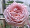 Bijou Corail rose photo