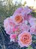 Mountain Music rose photo