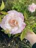 Belinda's Blush™ rose photo