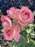 Liv Tyler ® rose photo