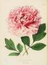 Elizabeth peony photo