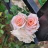 Pearly Gates ™ rose photo