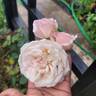 Pearly Gates ™ rose photo