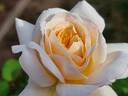 Crocus Rose rose photo