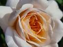 Crocus Rose rose photo
