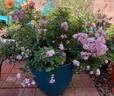 Pretty Polly Lavender™ rose photo