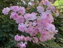 Pretty Polly Lavender™ rose photo
