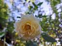 Honeymilk rose photo