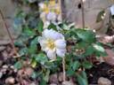 Bee's Paradise rose photo