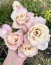 Belinda's Blush™ rose photo