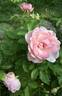 Duchesse de Brabant rose photo