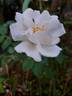 Maria Mathilda rose photo
