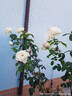 Alliance ® rose photo
