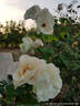 Alliance ® rose photo