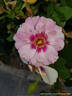 Eyes for You rose photo