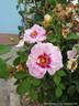 Eyes for You rose photo