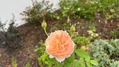 Carding Mill ™ rose photo