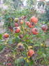 Cocorico ® rose photo