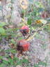 Brother Cadfael rose photo