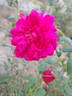 Thomas à Becket rose photo
