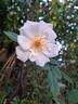 Maria Mathilda rose photo