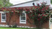 Altissimo rose photo
