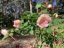 Homère rose photo