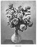 American Belle rose photo