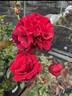 Grandessa rose photo