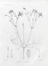 C. 'Aromatica' clematis photo