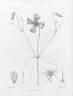 <i>C. eriostemon</i> Dne. clematis photo