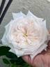 Honeymoon ™ rose photo