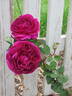 Dr. Hogg rose photo