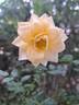 Honeymilk rose photo