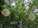 Honeymilk rose photo
