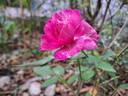 Catherine de Médicis rose photo