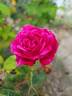 Ferdinand Pichard rose photo