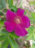 Basye's Purple Rose rose photo