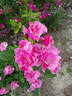 Else Poulsen rose photo