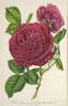 Triomphe d'Amiens rose photo