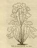 Général Jacqueminot rose photo