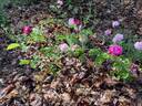 Reine des Violettes rose photo