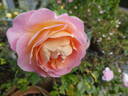 Dornburger Schlossrose rose photo